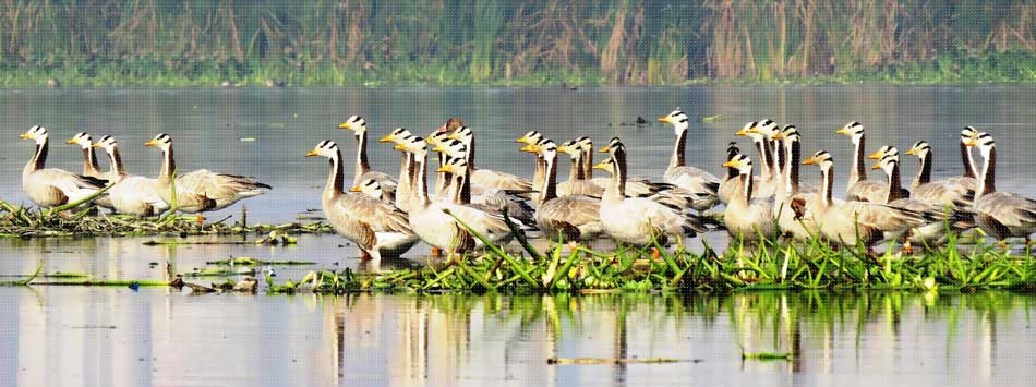 Okhla Bird Sanctuary 2